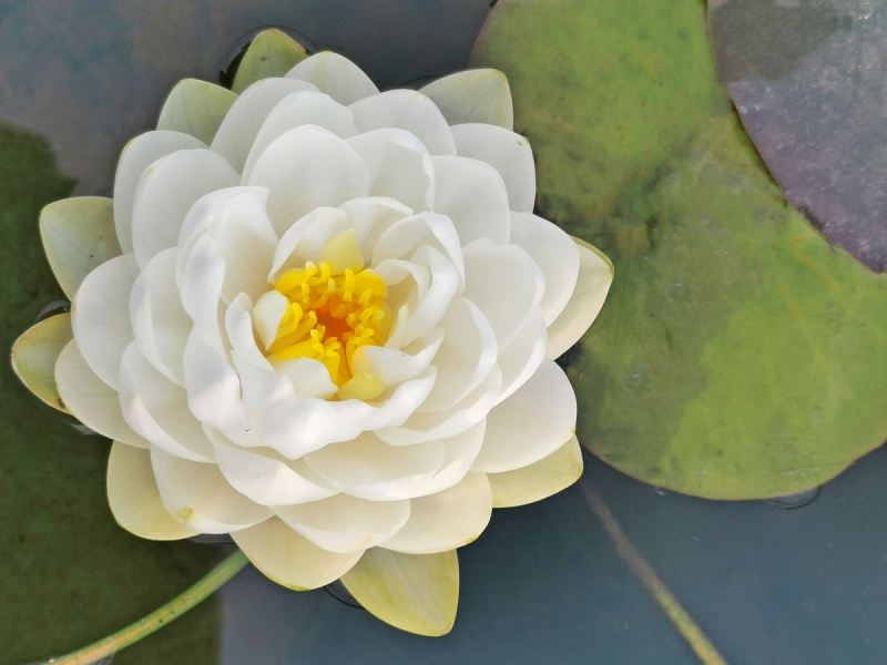 Seerose - Nymphaea Gonnere